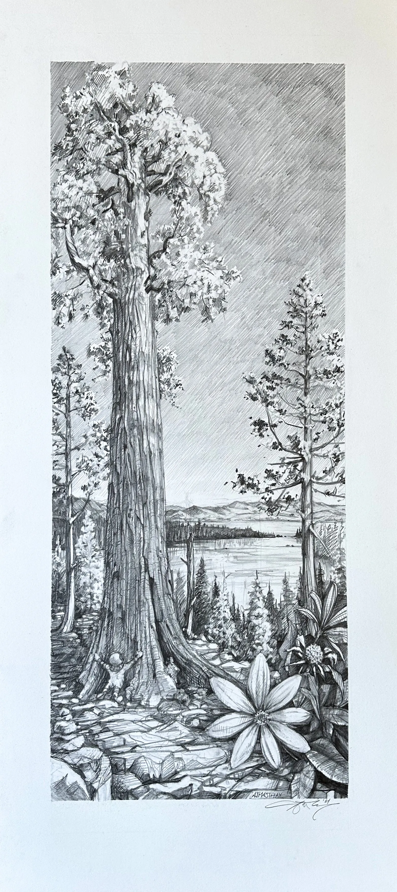 AJ Masthay "Sequoia" Graphite Drawing - OG