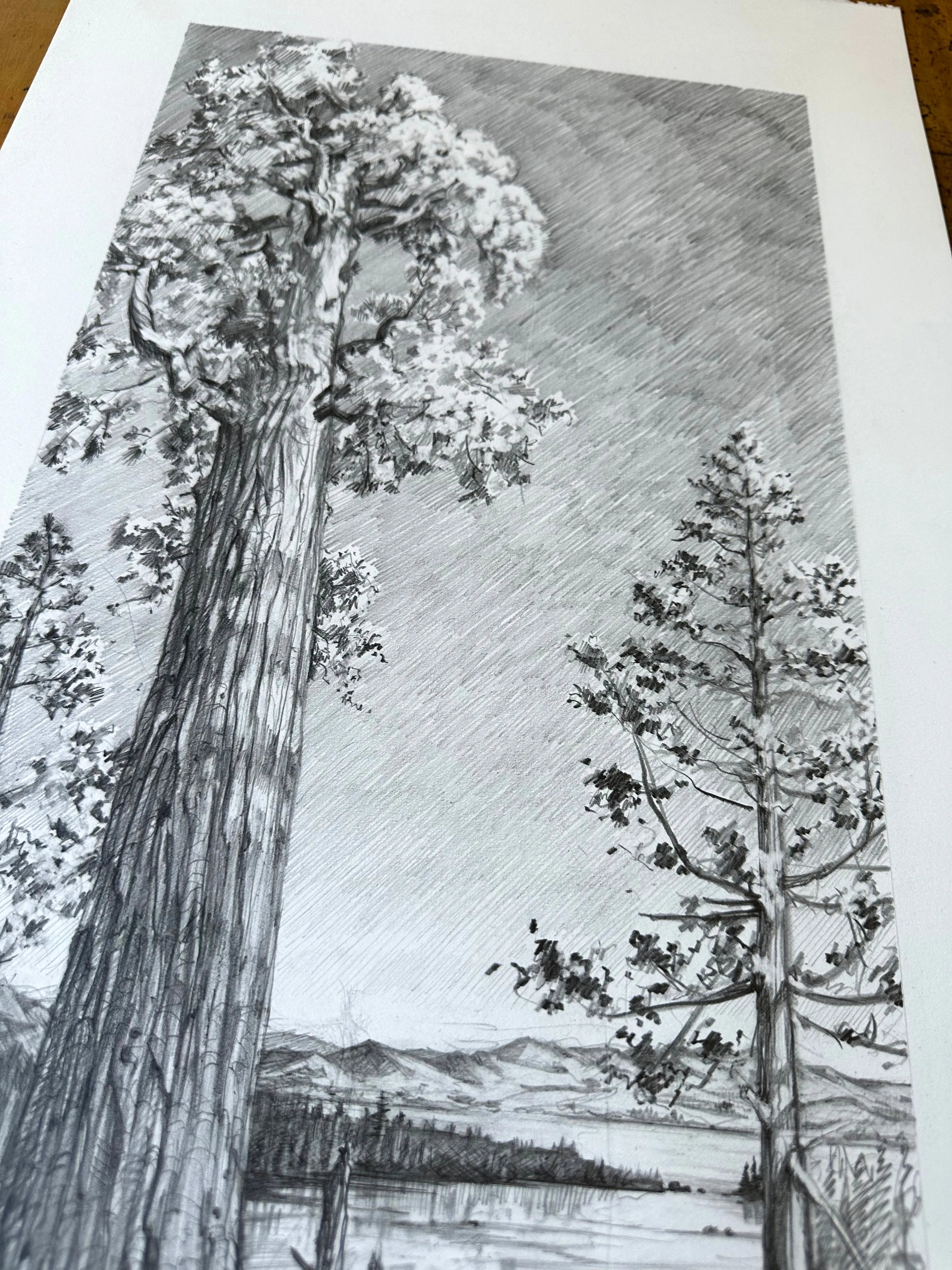 AJ Masthay "Sequoia" Graphite Drawing - OG